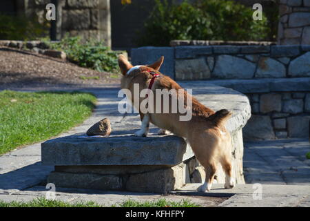 Ein roter Sable pembroke Welsh Corgi in Boston, Massachusetts, USA im Herbst Stockfoto