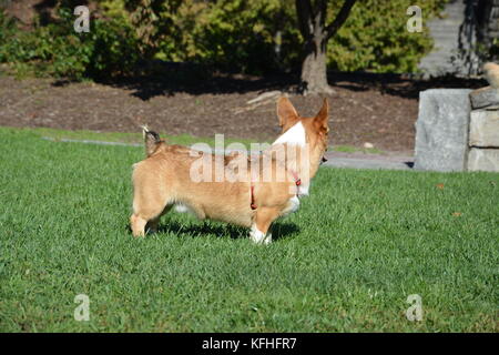 Ein roter Sable pembroke Welsh Corgi in Boston, Massachusetts, USA im Herbst Stockfoto