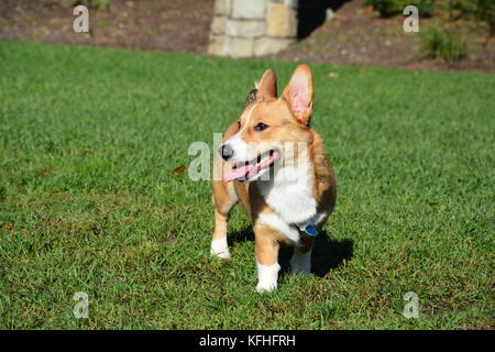 Ein roter Sable pembroke Welsh Corgi in Boston, Massachusetts, USA im Herbst Stockfoto