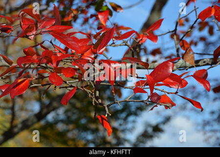 Herbst Laub und die Boston Skyline aus dem Arnold Arboretum in Jamaica Plain Massachusetts gesehen, United States Stockfoto