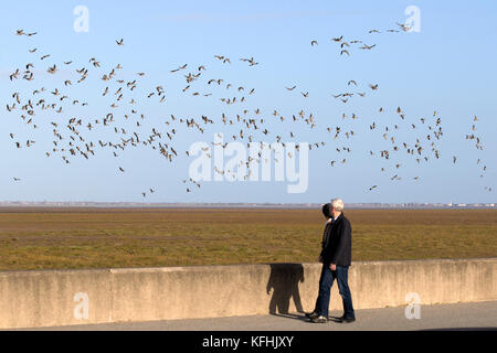 Ribble Marsh, Lancashire, UK. 29. Oktober, 2017. Kalte Nordwinde bringen große Migration Scharen von Gänsen aus heimischen. Die Ankunft von Tausenden von der rosa-Gänse signalisiert den Beginn der Migration Saison. Das VEREINIGTE KÖNIGREICH bietet die perfekte geschützten Bedingungen für Vögel im Winter Zuflucht zu finden. Die Gänse werden in diesem Bereich bleiben, so lange wie Sie als Lebensmittel, das ist oft Getreide auf lokalen Felder haben. Stockfoto