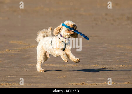 Southport, Merseyside. 29 Okt, 2017. UK Wetter. Sonnenschein in Southport. 29. Oktober 2017. UK Wetter. Hund Wanderer nehmen Ihre geliebten Haustiere für etwas Spaß in der Sonne auf dem goldenen Sand von Southport Strand in Merseyside. Credit: cernan Elias/Alamy leben Nachrichten Stockfoto