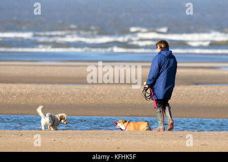 Southport, Merseyside. 29 Okt, 2017. UK Wetter. Sonnenschein in Southport. 29. Oktober 2017. UK Wetter. Hund Wanderer nehmen Ihre geliebten Haustiere für etwas Spaß in der Sonne auf dem goldenen Sand von Southport Strand in Merseyside. Credit: cernan Elias/Alamy leben Nachrichten Stockfoto