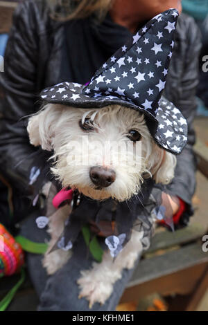 London, Großbritannien. 29 Okt, 2017. Die alle Hunde egal, halloween Hund spazieren, Hampstead Heath, London: Paul Brown/alamy leben Nachrichten Stockfoto