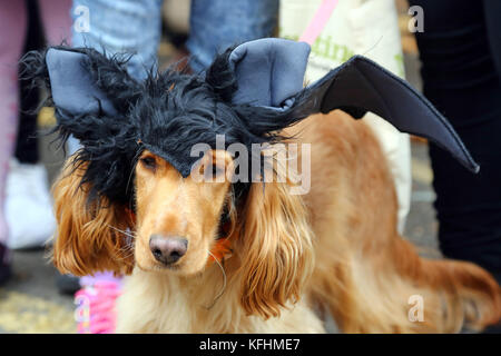 London, Großbritannien. 29 Okt, 2017. Die alle Hunde egal, halloween Hund spazieren, Hampstead Heath, London: Paul Brown/alamy leben Nachrichten Stockfoto