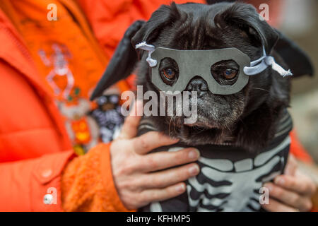 Hampstead Heath, London, UK. 29 Okt, 2017. Odin der Mops in der Verkleidung - eine liebe Halloween Hund spazieren und Fancy Dress zeigen, indem sie alle Hunde Materie auf der Spanier Inn, Hampstead organisiert. London, 29. Okt 2017. Credit: Guy Bell/Alamy leben Nachrichten Stockfoto