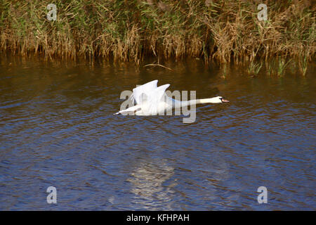 Waldringfield, Suffolk, Großbritannien. 29 Okt, 2017. UK Wetter: Schwäne, Flug auf einem hellen, sonnigen Herbst morgen an der Mündung des Flusses Deben im Waldringfield, Suffolk. Credit: Angela Chalmers/Alamy leben Nachrichten Stockfoto