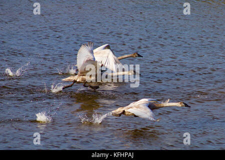 Waldringfield, Suffolk, Großbritannien. 29 Okt, 2017. UK Wetter: Schwäne, Flug auf einem hellen, sonnigen Herbst morgen an der Mündung des Flusses Deben im Waldringfield, Suffolk. Credit: Angela Chalmers/Alamy leben Nachrichten Stockfoto