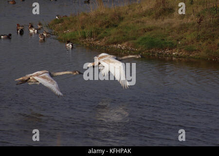 Waldringfield, Suffolk, Großbritannien. 29 Okt, 2017. UK Wetter: Schwäne, Flug auf einem hellen, sonnigen Herbst morgen an der Mündung des Flusses Deben im Waldringfield, Suffolk. Credit: Angela Chalmers/Alamy leben Nachrichten Stockfoto