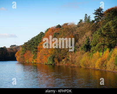 Milngavie, Glasgow, Schottland, Großbritannien. 29. Oktober, 2017. Viele Wanderer im Herbst Sonnenschein an Craigmaddie Behälter. Kredit Alan Oliver/Alamy leben Nachrichten Stockfoto