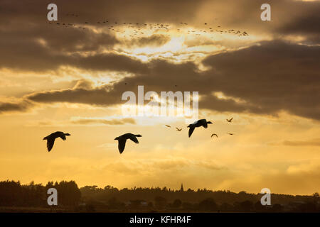 Burscough, Lancashire. UK Wetter. 29. Oktober, 2017. Zehntausende rosa Fuß Gänse zurück zu Martin bloße Wetland Centre bei Sonnenuntergang. Mindestens 15000 Pink-Gänse haben einen großen Teil ihrer Migration Route fertiggestellt hat und roosted auf der Reserve in diesem Monat. Lancashire, Sefton und der North West erwarten kann zu hören die Anrufe von über 100.000 Pink-footed & Graugänse in den nächsten Wochen beginnt die Migration und die Gänse im Norden Westen als eine Tankstelle Kraftstoff nach ihrer Migration zu verwenden, bevor Sie fortfahren Süd für den Winter. Kredit. MediaWorldImages/Alamy leben Nachrichten Stockfoto