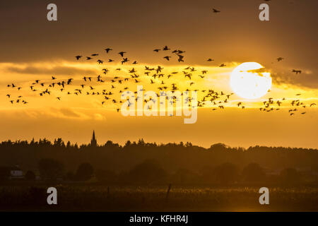 Wandernde Gänse, Natur, Vogel, Tiere, Flug, wild, fliegen, Flug, Wasser, vögel, gänse, See, Schar Wasservögel, Fauna, Herbst, Sommer, Gruppe, Burscough, Lancashire. Zehntausende rosa Fuß Gänse zurück zu Martin bloße Wetland Centre bei Sonnenuntergang. Mindestens 15000 Pink-Gänse haben einen großen Teil ihrer Migration Route fertiggestellt hat und roosted auf der Reserve in diesem Oktober. Lancashire, Sefton und der North West erwarten kann zu hören die Anrufe von über 100.000 Pink-footed & Graugänse in den nächsten Wochen beginnt die Migration und die Gänse mit der North West zu tanken. Stockfoto