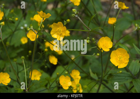 Gelbe Blumen eines Buttercup Stockfoto