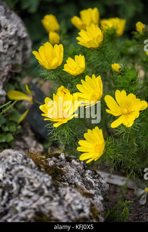 Leuchtend gelbe Blüten von Adonis vernalis Im flower bed Stockfoto