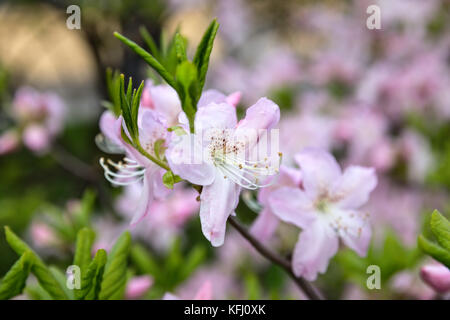 Blühende Rhododendron schlippenbachii (royal Azalea) close-up Stockfoto