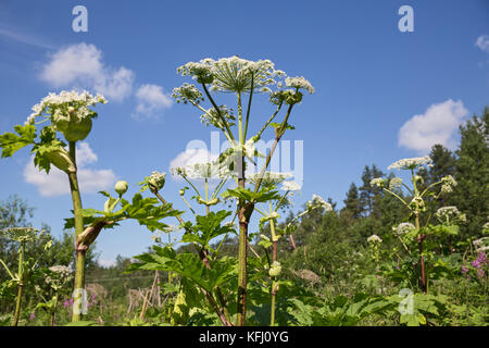 Riesenbärenklau Blütenstände auf dem Hintergrund des blauen Himmels Stockfoto