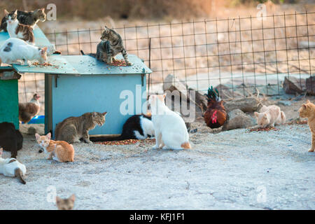 Dreifarbige Katzen auf der Straße in Griechenland Stockfoto