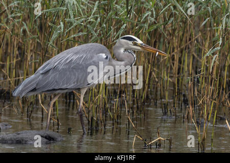 Graureiher Fütterung auf Lough Neagh in Nordirland. Reiher sind groß, auffällige Vögel häufig bewegungslos an den Rand des Wassers entdeckt. Stockfoto