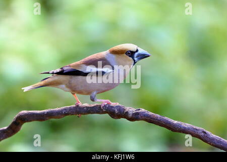 Hawfinch Coccothraustes coccothraustes, sitzen auf einem Baumstumpf. Tierwelt. Europa, Land der Slowakei. Stockfoto