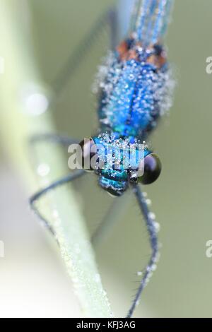 Gebänderten Prachtlibelle Calopteryx splendens Stockfoto