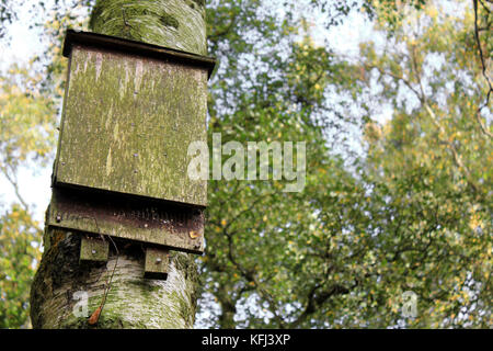 Bat Box auf Baumstamm Stockfoto