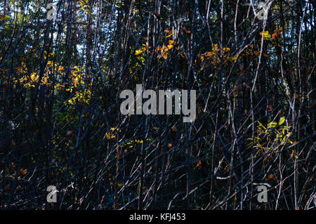 Dunkel und Moody Wald Bäume am späten Abend mit gelegentlichen Sonnenstrahlen durch die Zweige. Depressionen und Selbstmordgedanken anzeigen Stockfoto