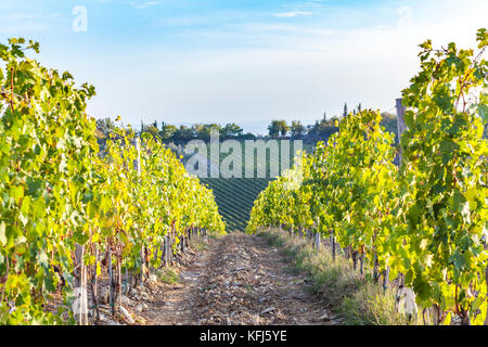 Weinberge auf den Hügeln der Toskana in der Goldenen Stunde im Herbst in Italien, Europa Stockfoto