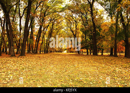Schöne Fußgängerzone in der orange Herbst Wald im Abendlicht Stockfoto
