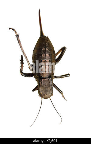 Grosse bauchige Cricket isoliert auf weißem Hintergrund (bradiphorus dasiphus, volle Länge Insekt) Stockfoto