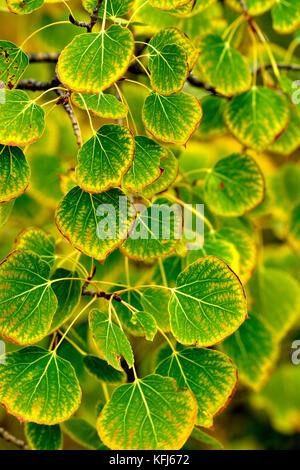 Eine Nahaufnahme vertikale von Aspen Baum Blätter ab Farbe im frühen Herbst in Alberta, Kanada zu drehen Stockfoto