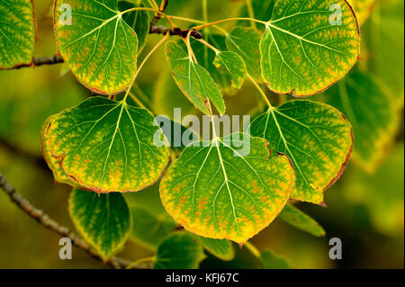 Eine horizontale Nahaufnahme Bild von Aspen Baum Blätter das helle Gelb- und Rottönen eines Alberta Herbst. Stockfoto