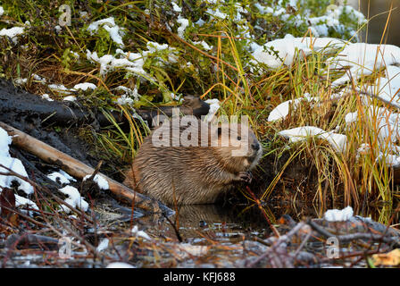 Ein Baby Biber "Castor canadenis" sitzen, die von der Ecke der Biber in der Nähe von Hinton Alberta Kanada Lodge. Stockfoto