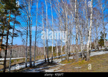 Frühjahr Tauwetter in der Birke Wald. Winter Schnee schmilzt, aufgetaut Patches von trockenes Gras, grüne Kiefern unter weißen Stämme der Birken auf einem strahlend blauen Himmel ba Stockfoto