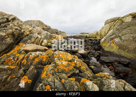 Gelbe Schuppen, gewöhnliche orangefarbene Lichten - Xanthoria parietina - wachsen auf Felsen in Meeresnähe in Kristiansand, Norwegen Stockfoto