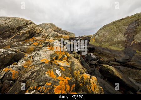 Gelbe Schuppen, gewöhnliche orangefarbene Lichten - Xanthoria parietina - wachsen auf Felsen in Meeresnähe in Kristiansand, Norwegen Stockfoto