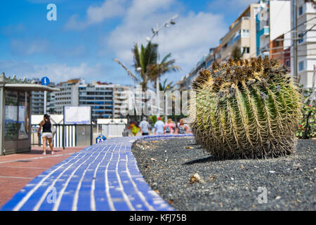 Eine Nahaufnahme auf eine beschädigte cacxtus Anlage auf Las Palmas Stadt Küste Stockfoto