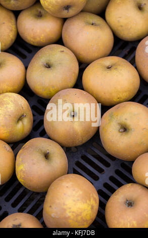 Malus Domestica" Goldene Knopf'. Das geerntete Äpfel. Stockfoto