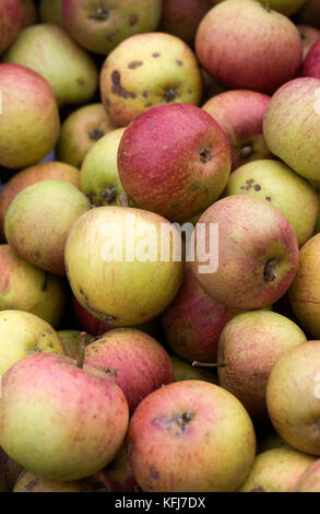 Malus Domestica" der Victoria super'. Das geerntete Äpfel. Stockfoto