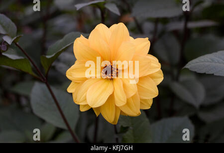 Dunkle leaved Dahlie Blume. Stockfoto