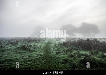 Dicke herbstlichen Nebel um Landschaft von Sussex in der Nähe von Shipley Stockfoto