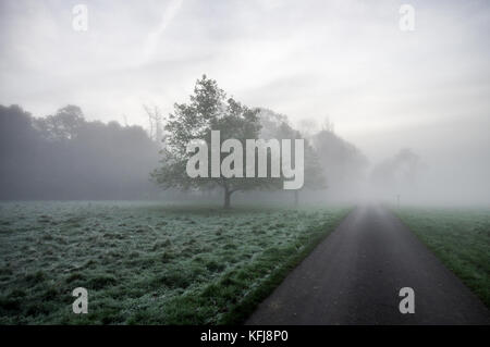 Dicke herbstlichen Nebel um Landschaft von Sussex in der Nähe von Shipley Stockfoto