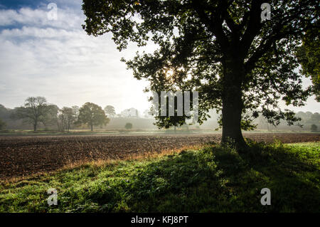 Sonnenaufgang über misty Felder in West Sussex Stockfoto