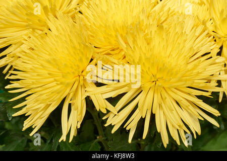 Schönen Haufen einige gelbe Chrysanthemen auf grünem Hintergrund Stockfoto