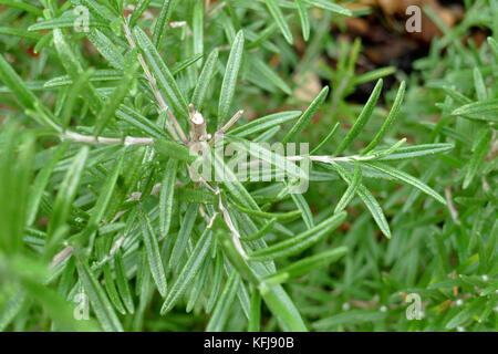 Küchen Kräuter Rosmarin im Blumenbeet Stockfoto