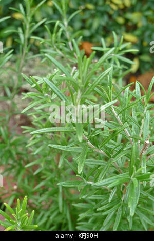 Küchen Kräuter Rosmarin im Blumenbeet Stockfoto