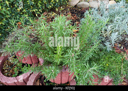 Küchen Kräuter Rosmarin im Blumenbeet Stockfoto