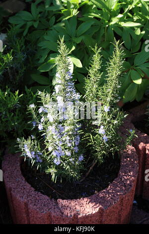 Küchen Kräuter Rosmarin im Blumenbeet Stockfoto