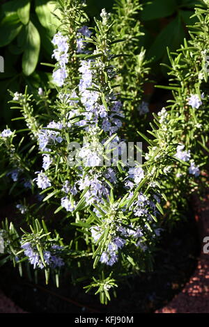 Küchen Kräuter Rosmarin im Blumenbeet Stockfoto