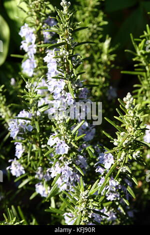 Küchen Kräuter Rosmarin im Blumenbeet Stockfoto