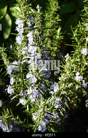 Küchen Kräuter Rosmarin im Blumenbeet Stockfoto